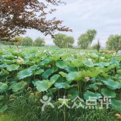 容城金湖公园吃瓜,尽享清凉时光