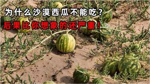 吃瓜吃一半的后果,后果何在？揭秘吃瓜一半的惊人后果