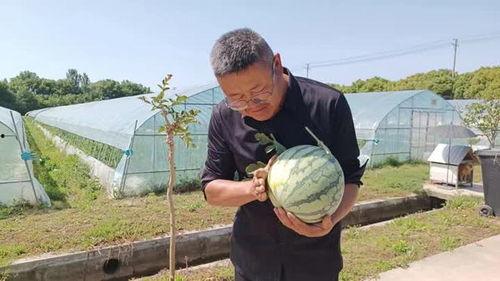 吃瓜卖瓜的情头,吃瓜卖瓜情头，甜蜜互动解锁爱情密码