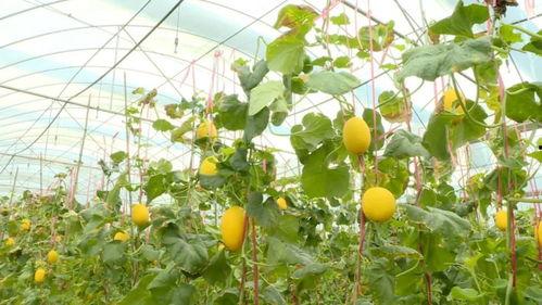 山东金香吃瓜,吃瓜群众的美食盛宴