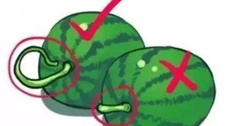 圈头吃瓜,揭秘娱乐圈背后的秘密与八卦