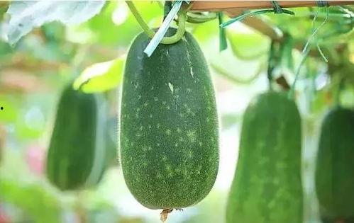 只说吃瓜,一场场“吃瓜”盛宴背后的真相