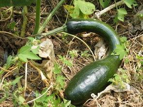 儿童吃方瓜,儿童健康成长的绿色伙伴