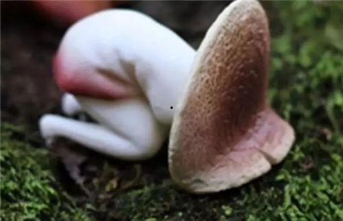 吃白瓜会不会痛经