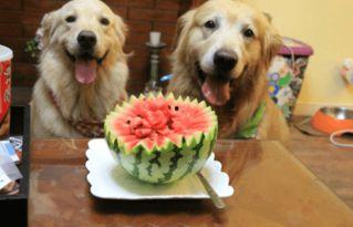 狗狗可以吃小瓜,小瓜成为宠物新宠