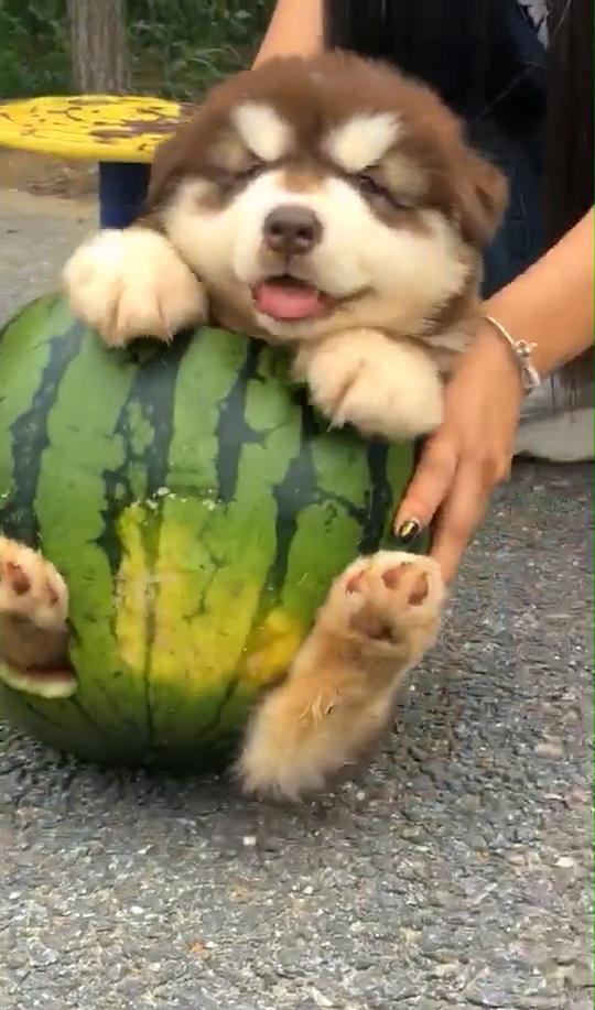 狗狗可以吃小瓜,小瓜成为宠物新宠
