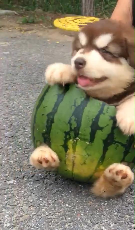 狗狗可以吃小瓜,小瓜成为宠物新宠
