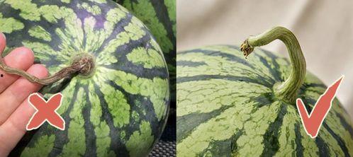 香港吃瓜频道,揭秘娱乐圈幕后故事，带你领略港式娱乐魅力
