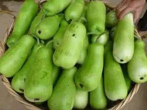 葫芦瓜怎样调着吃,探索调着吃的无限可能