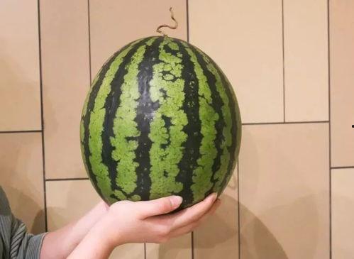 广州男吃瓜,揭秘网络热议背后的真相与笑料