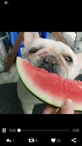 女子吃瓜群众聊天视频