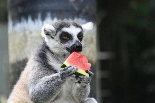 动物吃瓜美术,动物们的“美食”盛宴