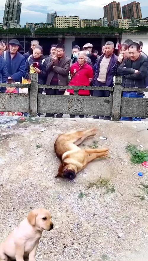 吃瓜群众围观狗狗,萌宠日常大盘点