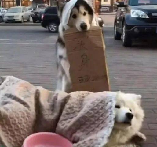 吃瓜群众围观狗狗,萌宠日常大盘点