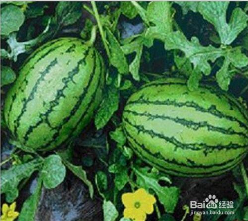 现在吃瓜在哪看,吃瓜群众热议，热门平台一览