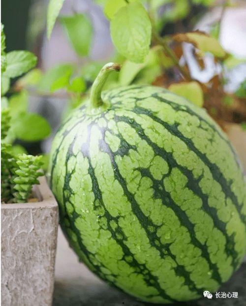 瓜瓜吃瓜特征,揭秘娱乐圈那些事儿