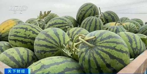 循化吃瓜最新,揭秘当地特色美食背后的故事