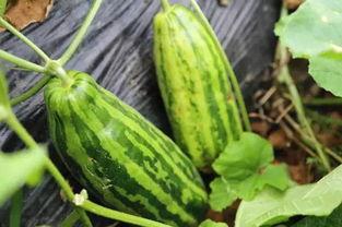 瓜地吃瓜什么意思,揭秘网络流行语的趣味与内涵