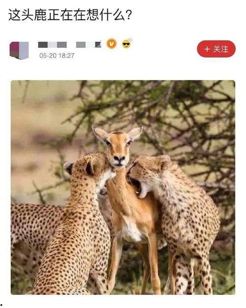 吃瓜的豹,揭秘动物界的“美食侦探”