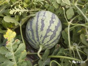 西巴吃瓜,揭秘瓜界奇闻轶事