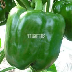带你吃瓜 奇葩昆虫,奇趣昆虫界的“吃瓜”众生相