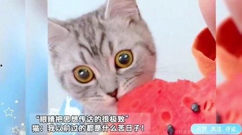 猫咪是否可以吃瓜,瓜类水果，猫咪可以吃吗？