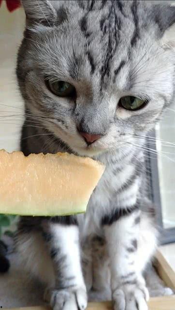猫咪是否可以吃瓜,瓜类水果，猫咪可以吃吗？