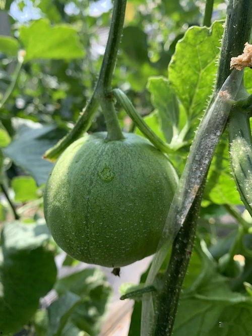 影圈吃瓜,揭秘娱乐圈背后的“吃瓜”故事