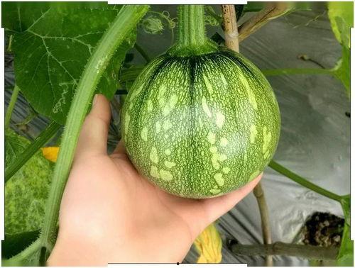 小王婆吃瓜,揭秘娱乐圈背后的那些事儿