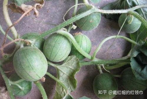 马泡瓜是毒瓜吗怎么吃,揭秘其是否为毒瓜及安全食用方法