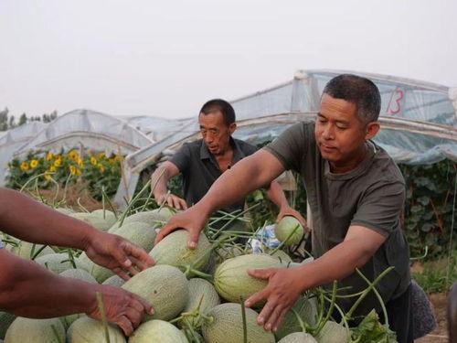 留村吃瓜,揭秘乡村生活的甜蜜与苦涩