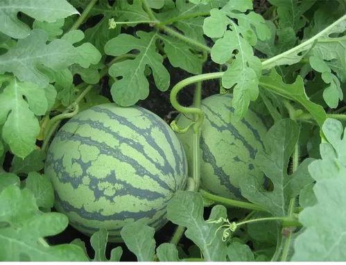 英歌吃瓜,揭秘娱乐圈的幕后故事