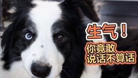 狗狗吃瓜动作,萌态百出，欢乐无限