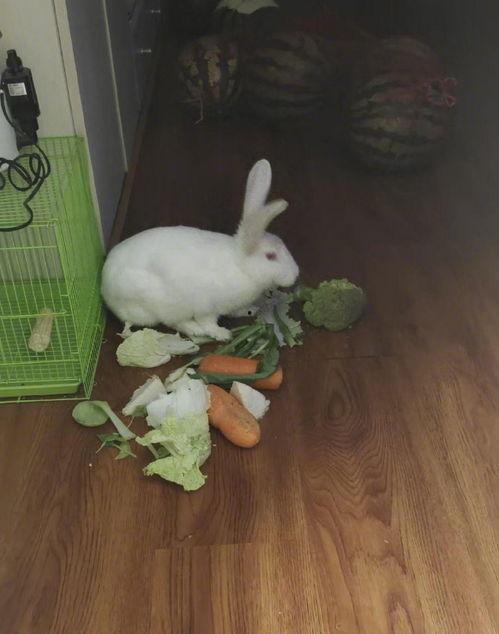 吃瓜的兔子什么动物,兔子视角下的吃瓜众生相