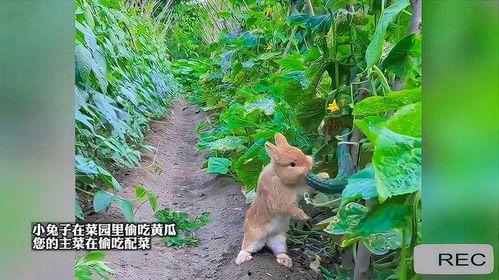 吃瓜的兔子什么动物,兔子视角下的吃瓜众生相