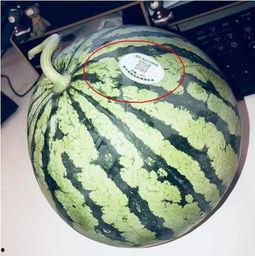 黑网网红吃瓜,揭秘娱乐圈背后的秘密与八卦