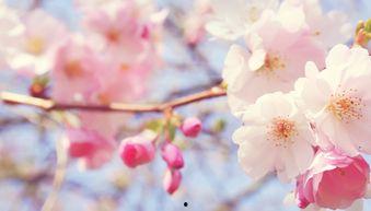 开满樱花的小岛吃瓜,赏花品瓜，共赴一场浪漫春日之旅