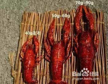 龙虾吃小瓜吗怎么吃视频,视频教你龙虾瓜果的独特吃法