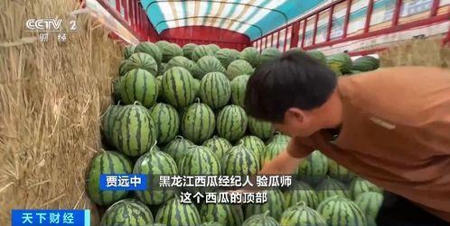 哈罗吃瓜,揭秘娱乐圈那些不为人知的幕后故事