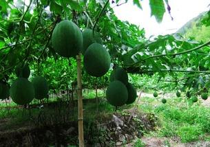 吊瓜树吊的瓜可以吃吗,天然美味，可食用之谜揭晓