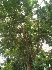 吊瓜树吊的瓜可以吃吗,天然美味，可食用之谜揭晓