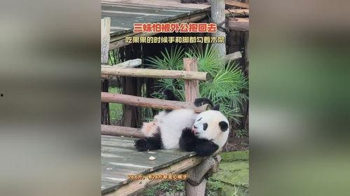 三妹熊猫吃瓜,三妹熊猫的夏日吃瓜盛宴  第3张