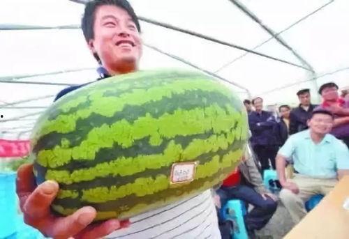 吃瓜的贺兰,揭秘瓜农贺兰的甜蜜人生  第2张